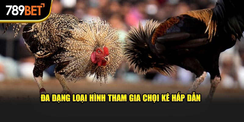 Đa dạng loại hình tham gia chọi kê hấp dẫn